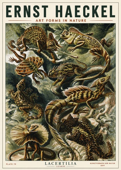 Ernst Haeckel Lacertilia Lizards No5 - Poster