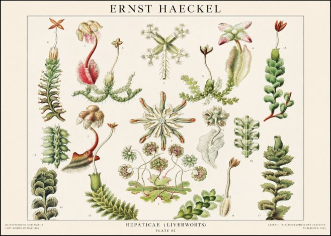 Ernst Haeckel Hepaticae (Liverworts) - Plate 82 No1 - Poster