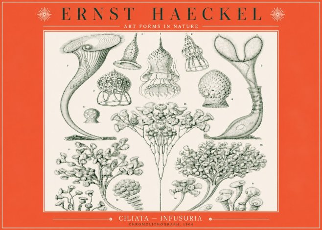 Ernst Haeckel Ciliata - Infusoria - Plate 3 No3 - Poster