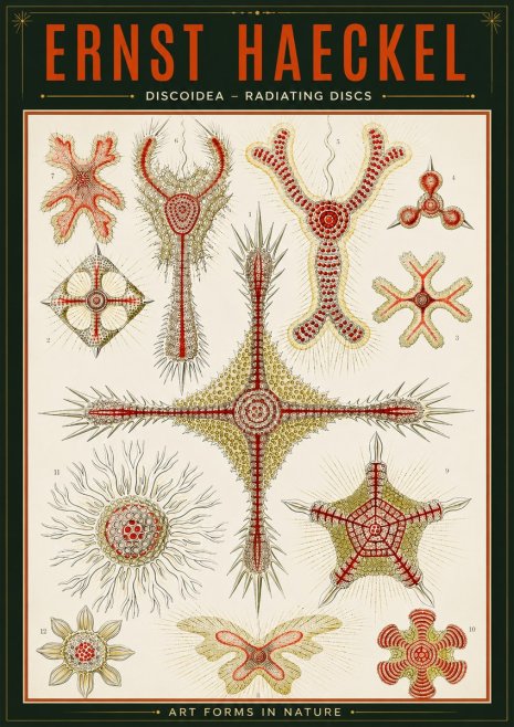 Ernst Haeckel Discoidea – Radiating Discs No2 - Poster
