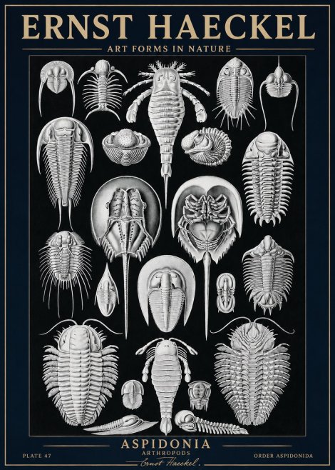 Ernst Haeckel Aspidonia No3 - Poster
