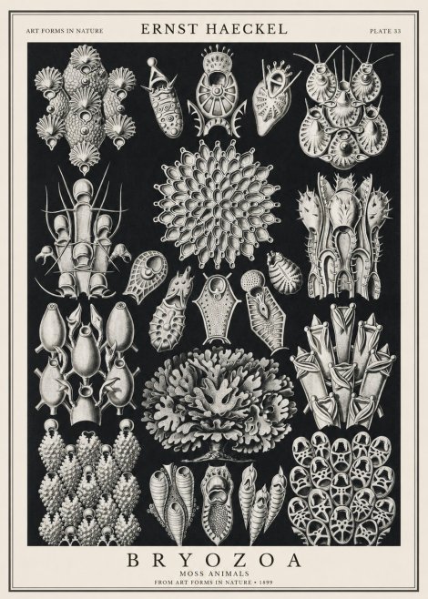 Ernst Haeckel Bryozoa No1 - Poster