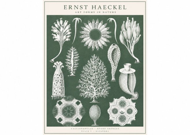 Ernst Haeckel Calcispongiae - Calcisponiges - Plate 5 - Asconia No3 - Poster