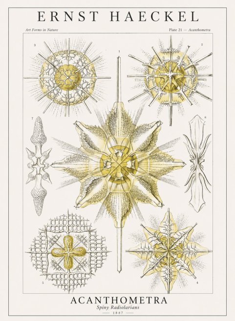 Ernst Haeckel Acanthometra - Star Radiolarians No4 - Poster