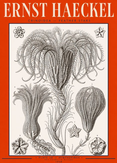Ernst Haeckel Crinoidea - Palm Lilies No3 - Poster
