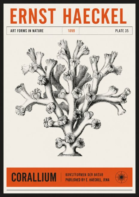 Ernst Haeckel Corallium Rubrum II No6 - Poster