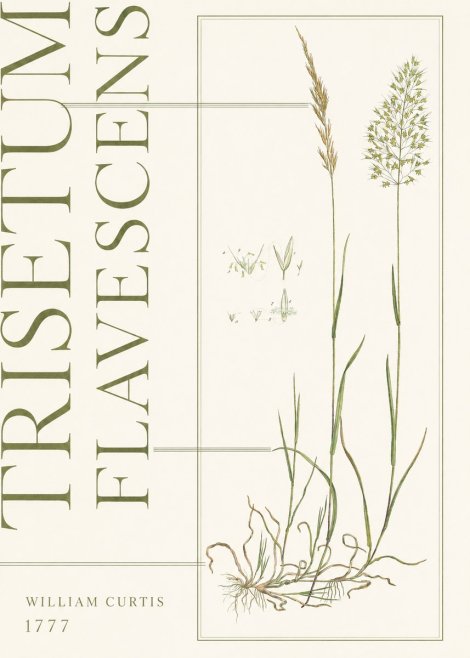 William Curtis Trisetum Flavescens I No5 - Poster