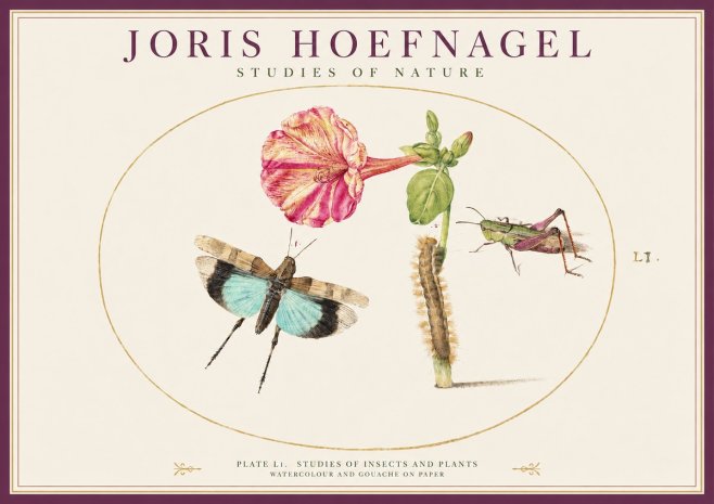 Joris Hoefnagel Plate L1. Studies of Insects and Plants No1 - Poster