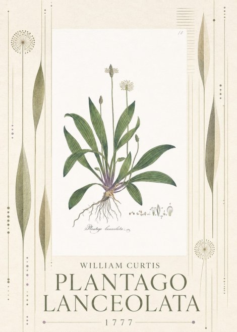 William Curtis Plantago Lanceolata II No5 - Poster