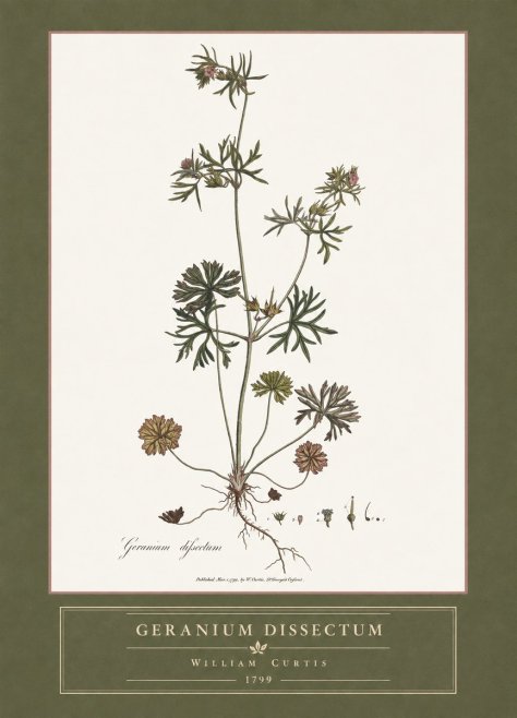William Curtis Geranium Dissectum I No4 - Poster