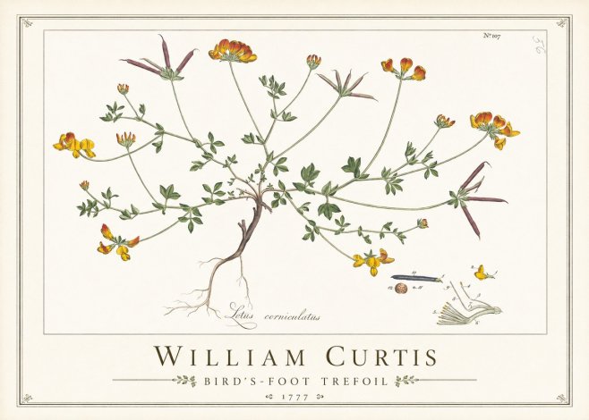 William Curtis Bird's-foot Trefoil No1 - Poster