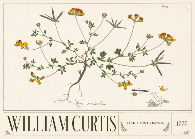 William Curtis Bird's-foot Trefoil No3 - Poster