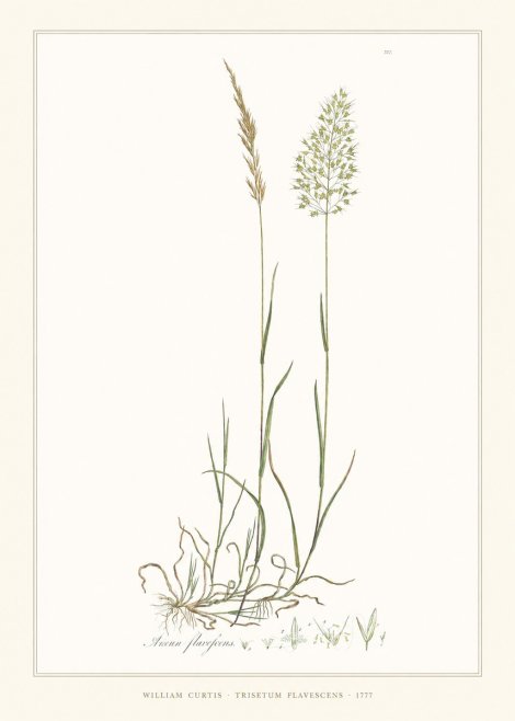 William Curtis Trisetum Flavescens III No6 - Poster