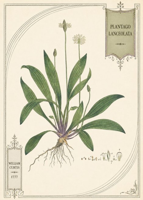 William Curtis Plantago Lanceolata IV No5 - Poster