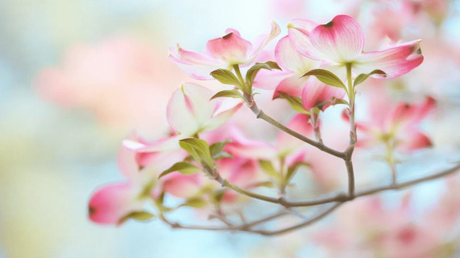 Petal Whisper Ii