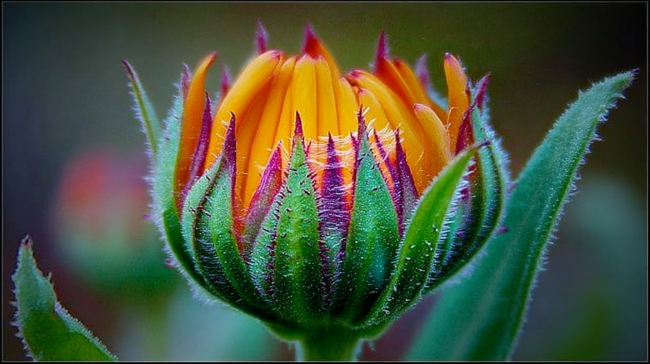 Desert Bloom