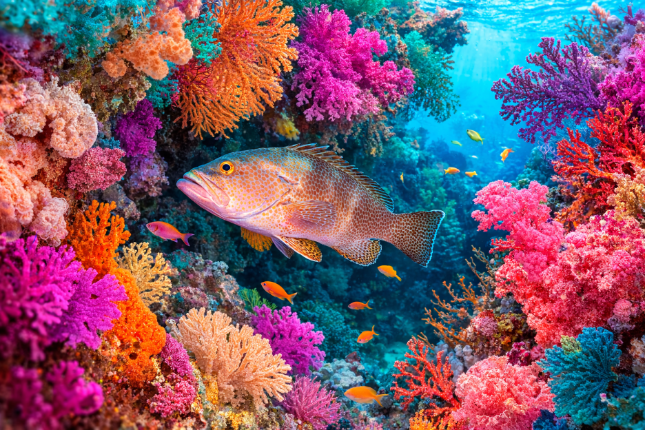 Coral Haven Mural