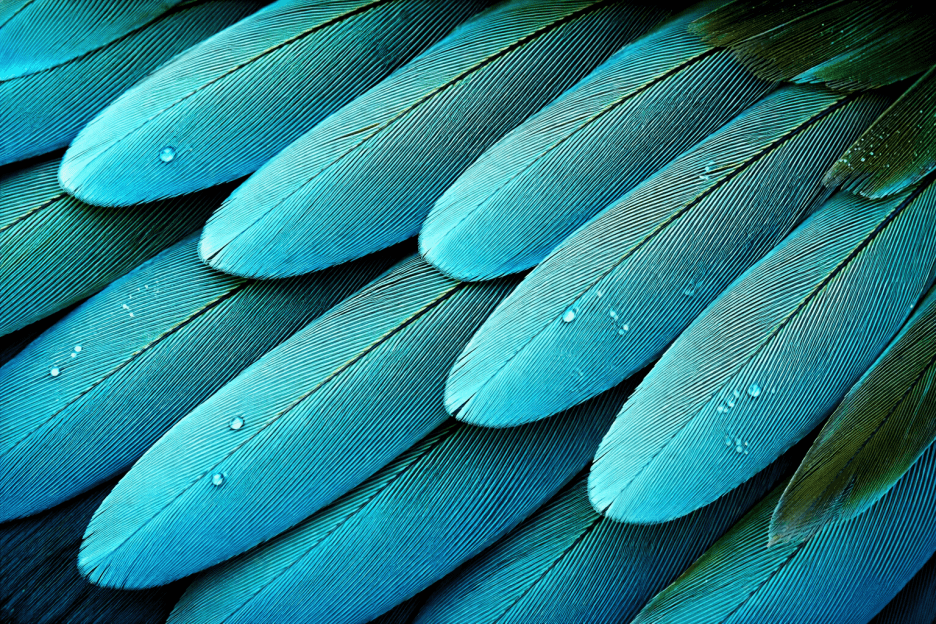 Tropical Plumage