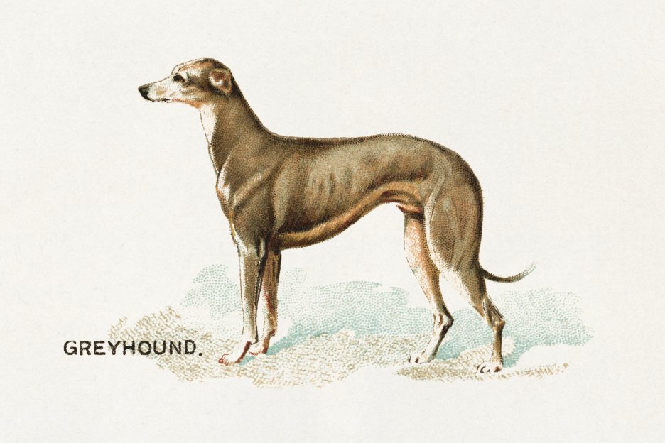 Graceful Sighthound
