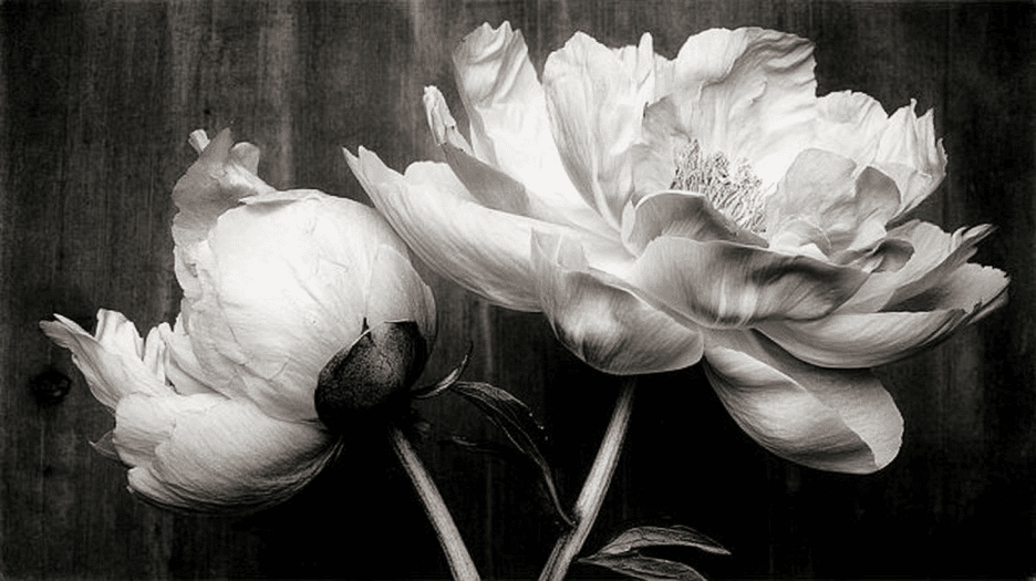 Whispering Blooms