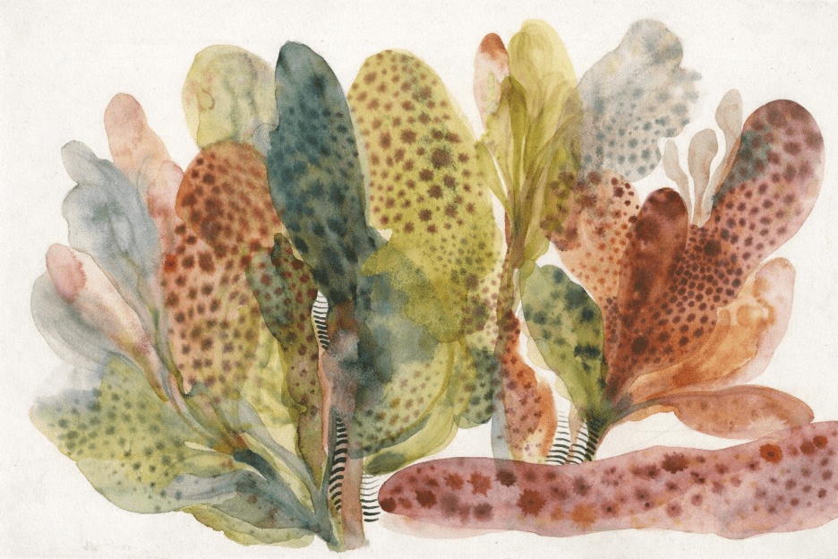Seaweed Symmetry