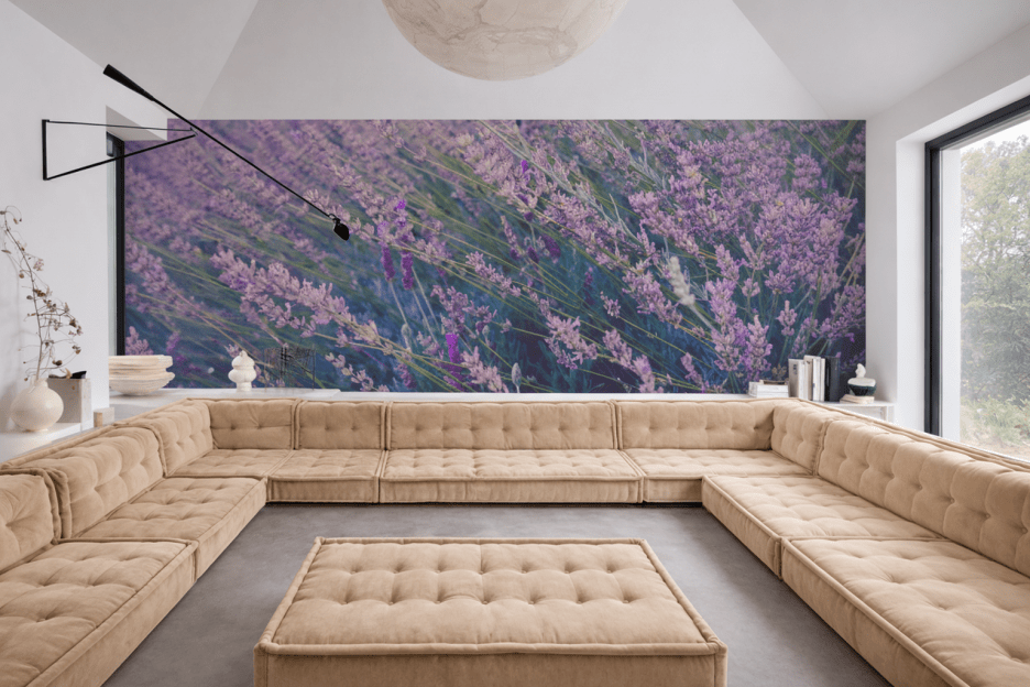 Lavender Fields