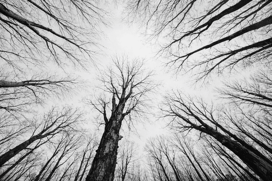 Twilight Canopy Ii