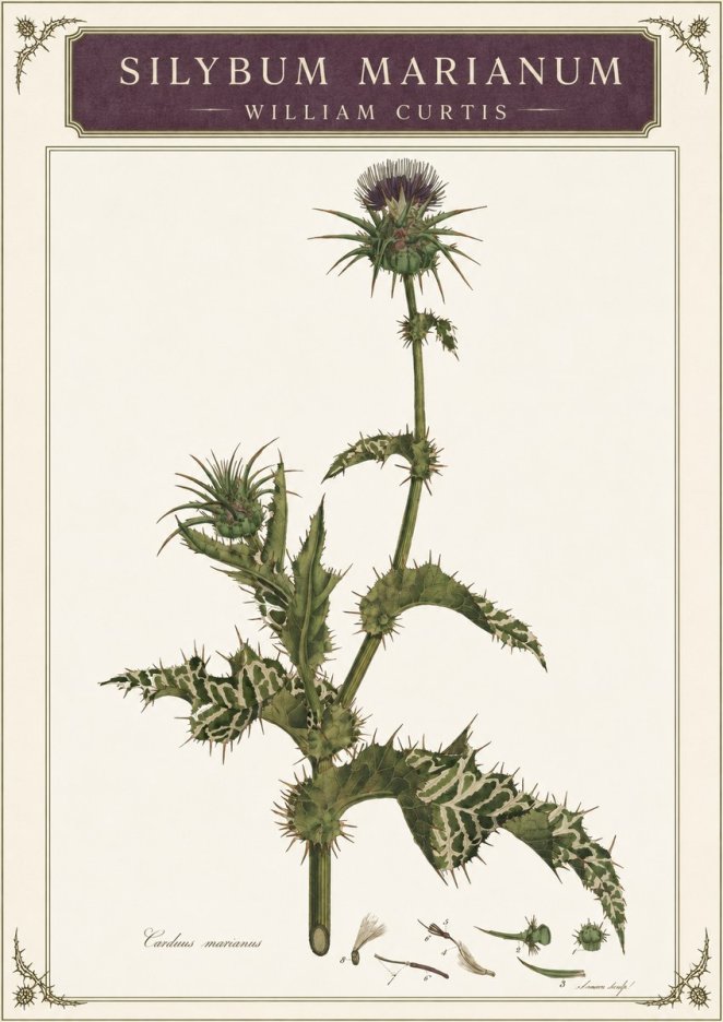 William Curtis Silybum Marianum No3 - Poster