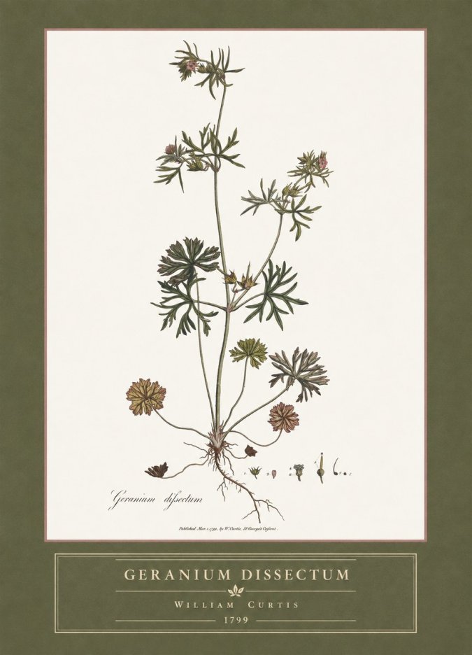 William Curtis Geranium Dissectum I No4 - Poster