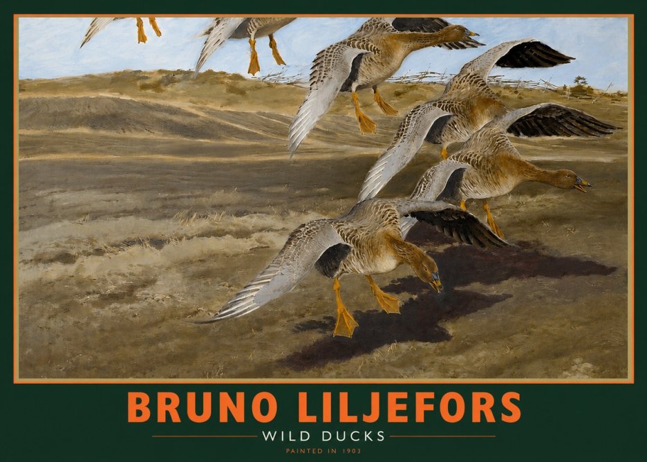 Bruno Liljefors Wild Ducks I No2 - Poster