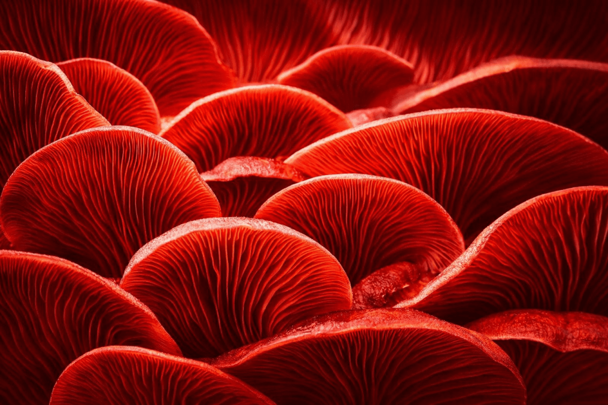Crimson Undergrowth