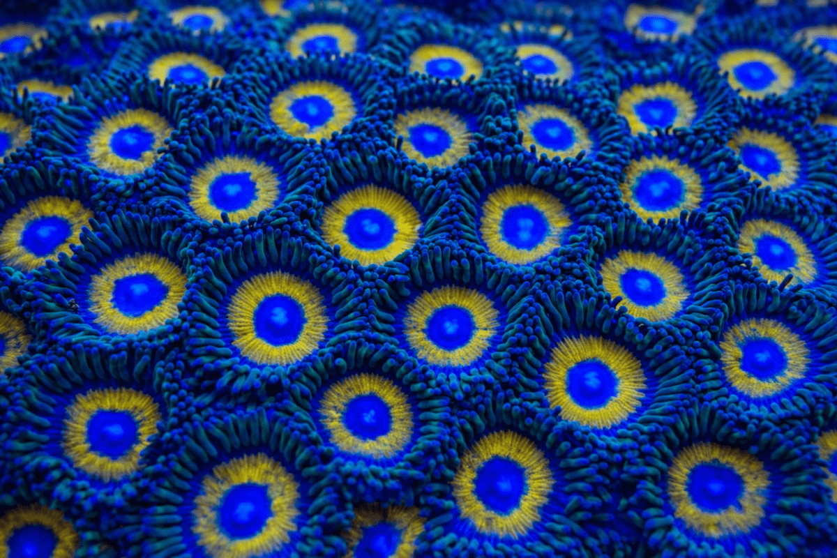 Blue Lenscape Mural