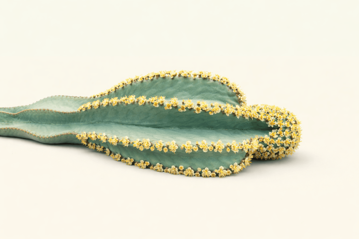 Succulent Reverie