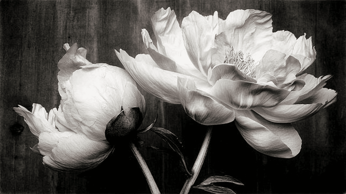 Whispering Blooms