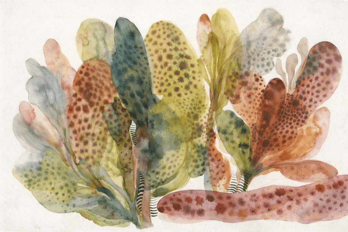 Seaweed Symmetry