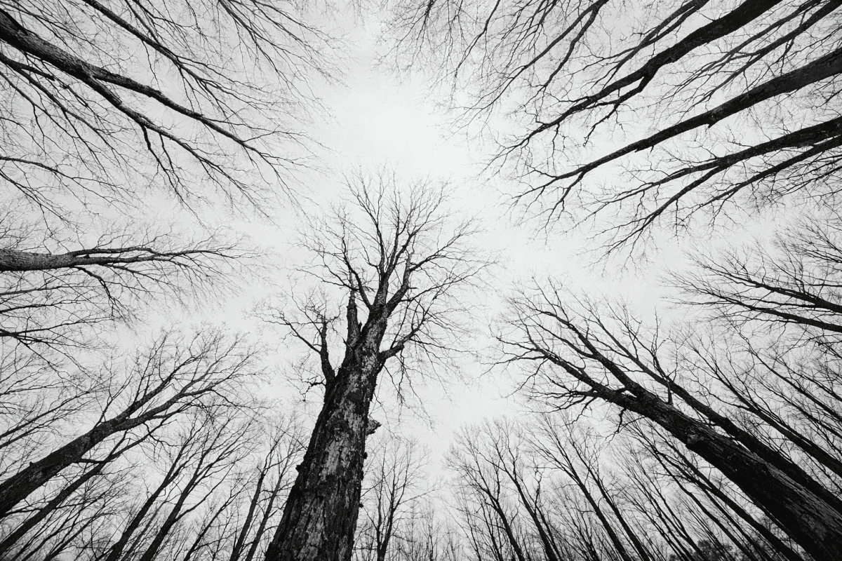 Twilight Canopy Ii