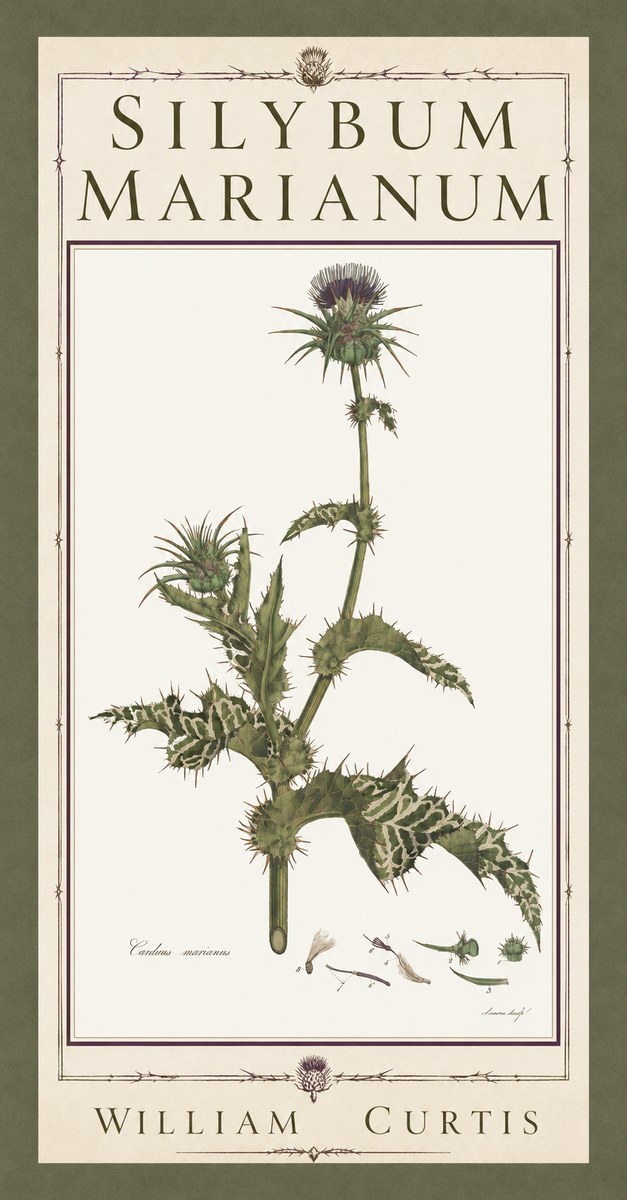 William Curtis Silybum Marianum No5 - Poster