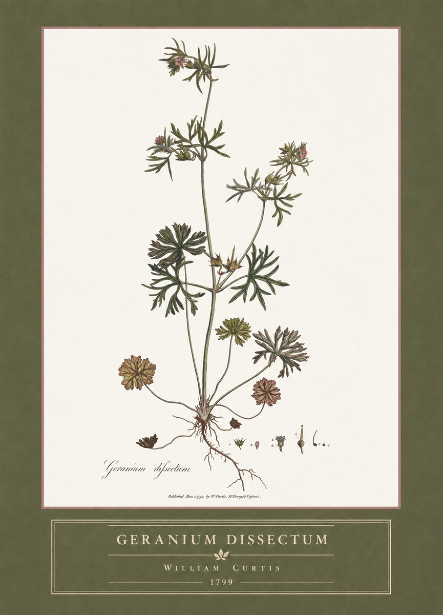 William Curtis Geranium Dissectum I No4 - Poster