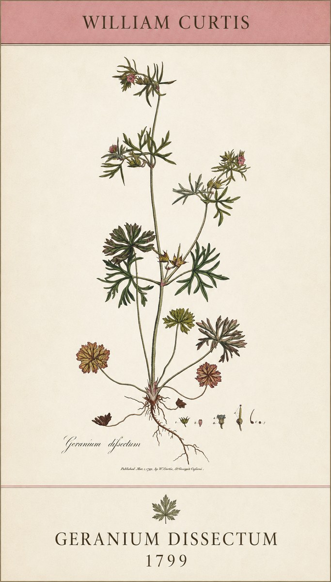William Curtis Geranium Dissectum I No5 - Poster