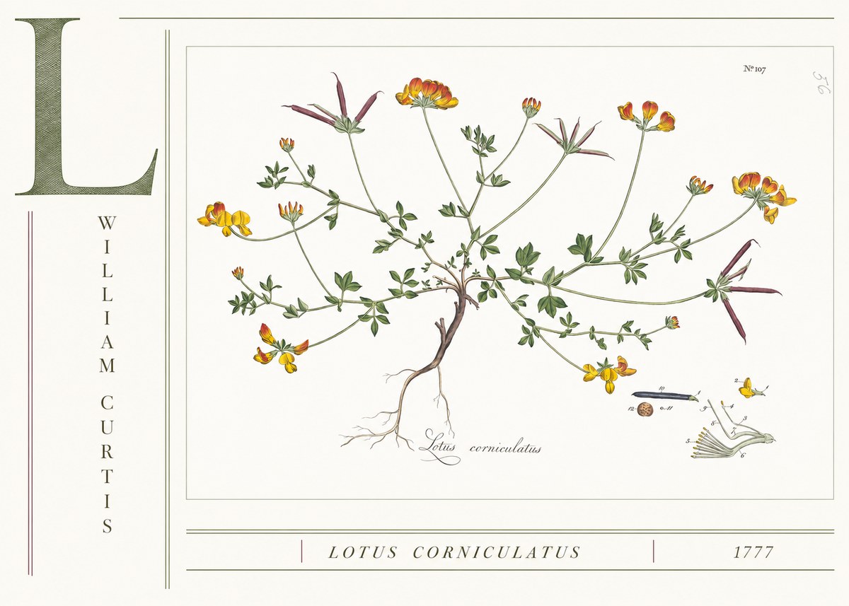 William Curtis Lotus Corniculatus II No4 - Poster
