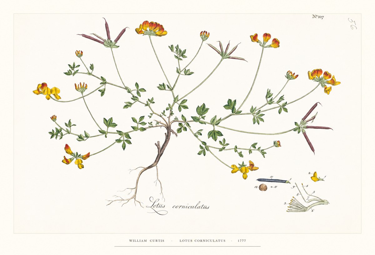 William Curtis Lotus Corniculatus II No6 - Poster