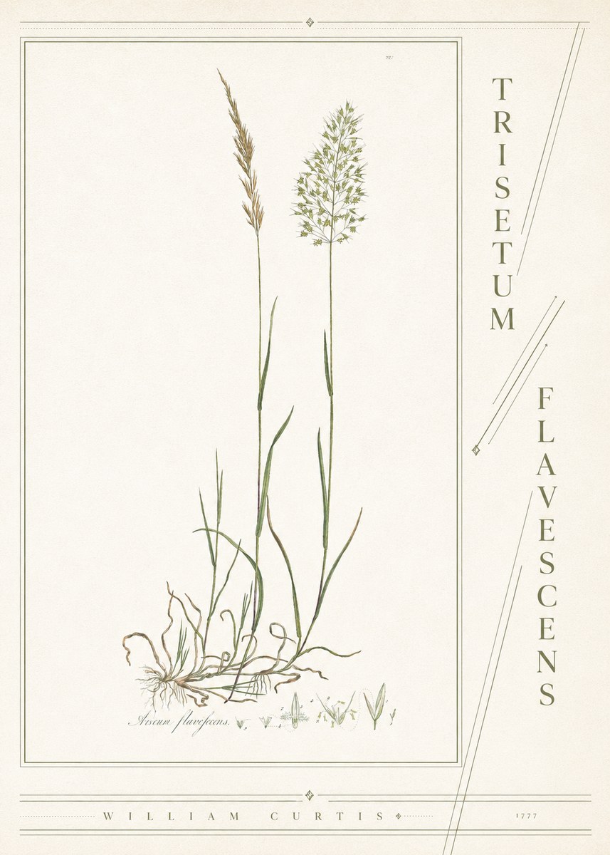 William Curtis Trisetum Flavescens III No4 - Poster